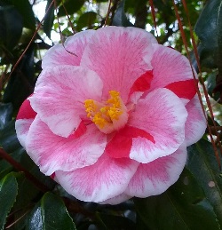 Lady Vansittart Camellia, Camellia japonica 'Lady Vansittart'